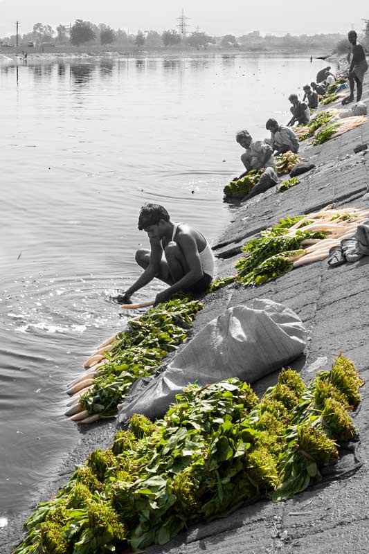 Wastewater Reuse: Washing spinach and radish for the market with predominantly untreated wastewater on the banks of Agra Canal in South-East district, National Capital Territory of Delhi